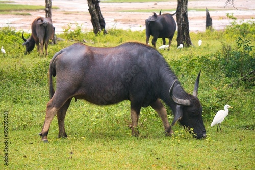 Water Buffaloes in Yala National Park, Sri Lanka