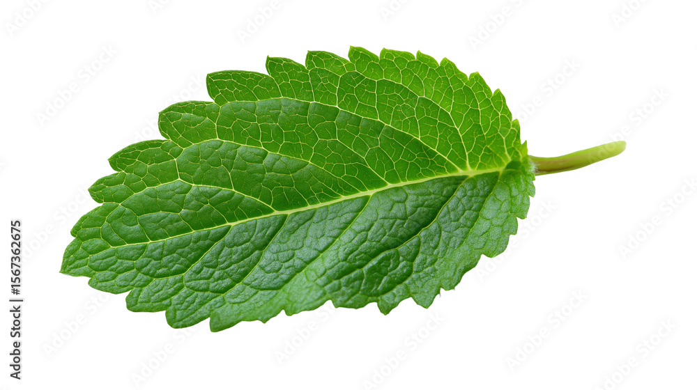 Fototapeta premium fresh mint leaves,A single, vibrant green leaf is shown against a black background. The leaf displays intricate vein patterns and a small stem. This image features a transparent background, making it 