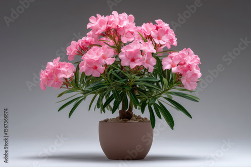Wallpaper Mural Beautiful pink oleander flowers blooming in a modern pot with green leaves Torontodigital.ca