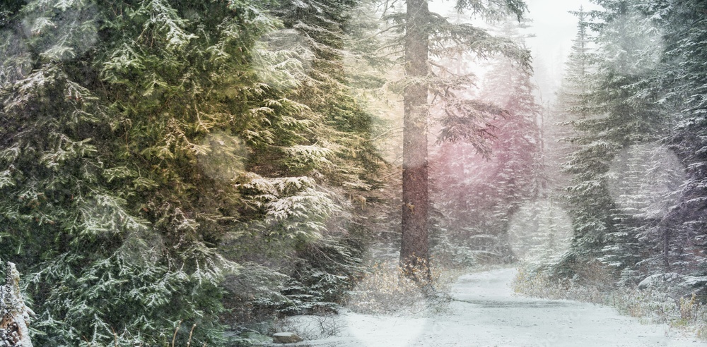 Fototapeta premium Defocused lights against snow covered trees