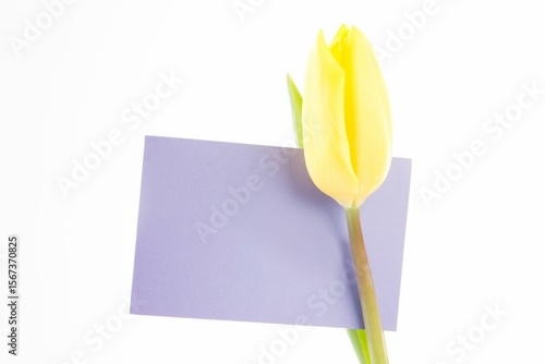 Fototapeta Naklejka Na Ścianę i Meble -  Yellow tulip bud is sliding over purple card on white backdrop in flat minimal design
