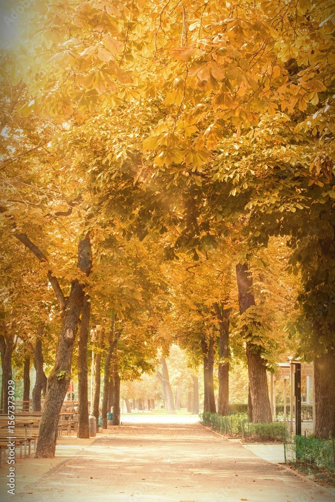 Naklejka premium Dirt path surrounded by trees in a park