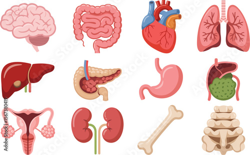 Human body organs anatomy illustration educational medical science diagram healthcare system chart 3d render