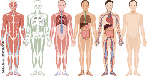 Human anatomy diagrams showing muscle skeleton respiratory digestive circulatory and skin systems