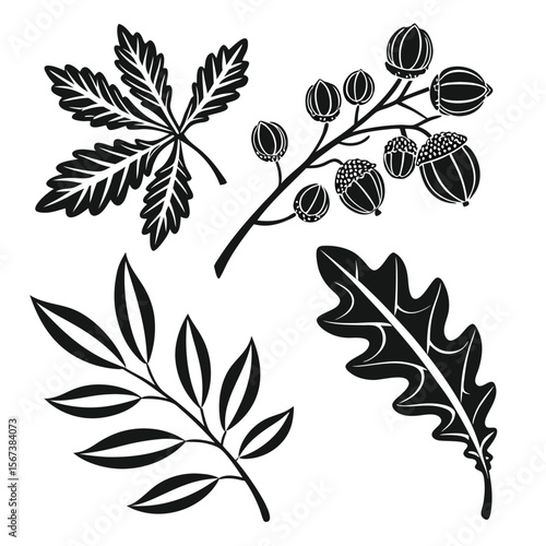 Black and white autumn leaves and acorns