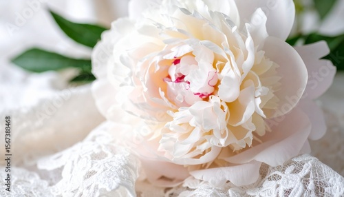 お祝いのイメージカット（白いシャクヤクの花）