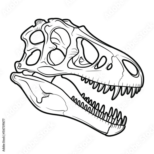 Detailed black and white line drawing of a dinosaur skull with open jaws and sharp teeth