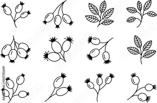 Black and White Line Art Rosehips and Leaves Botanical Illustrations