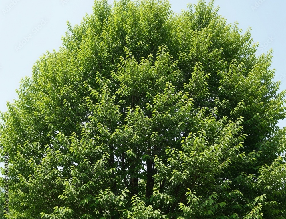 Fototapeta premium pine tree in the forest