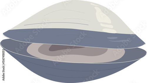 Pearl shells vector illustration