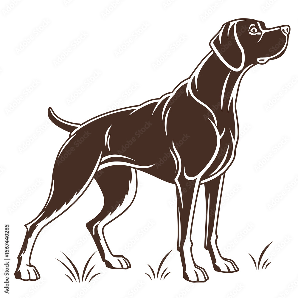 Fototapeta premium Brown german shorthaired pointer dog standing alertly in grass with a white outline and background