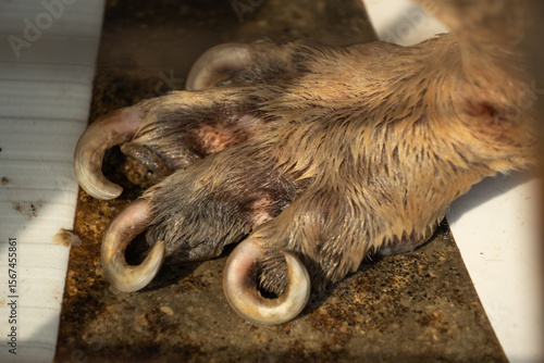Close-up photo of adult dog's overgrown nails have curled due to lack of trimming. International Dog Day Concept.
