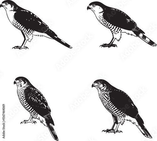 Cooper’s Hawk Silhouettes