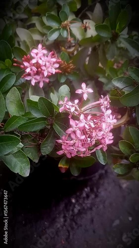 pink flowers in the garden 