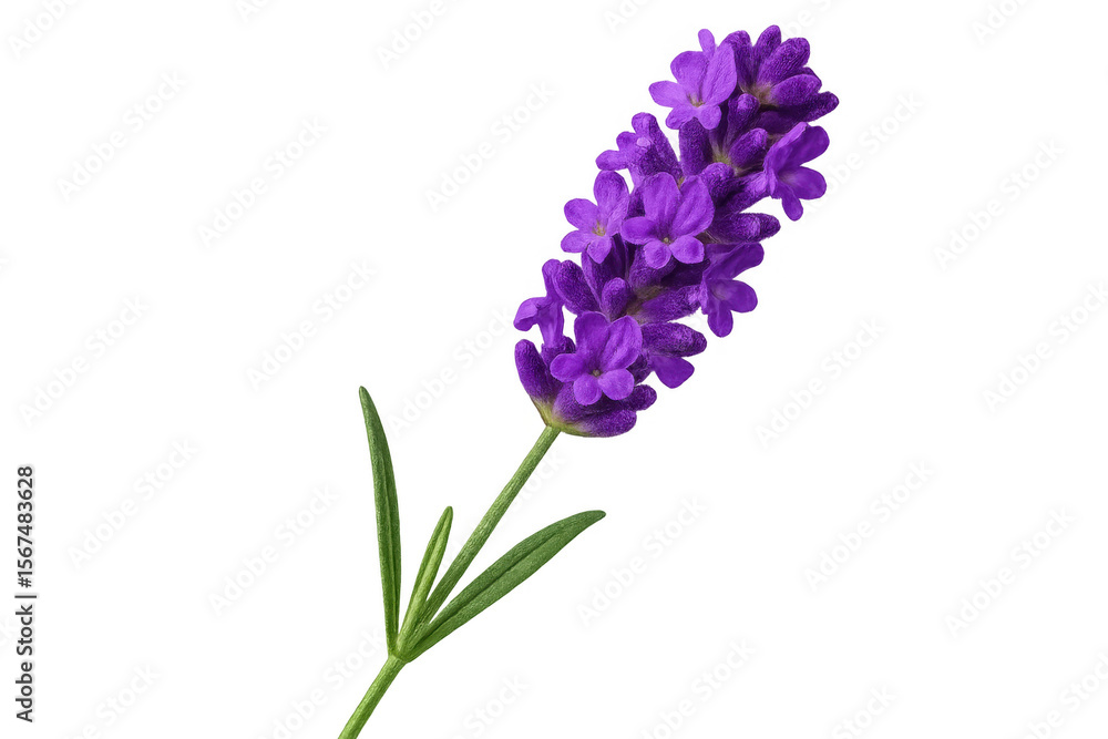 Fototapeta premium Purple lavender bloom displaying delicate petals, verdant leaves, standing against transparent backdrop, enhancing botanical graphic compositions