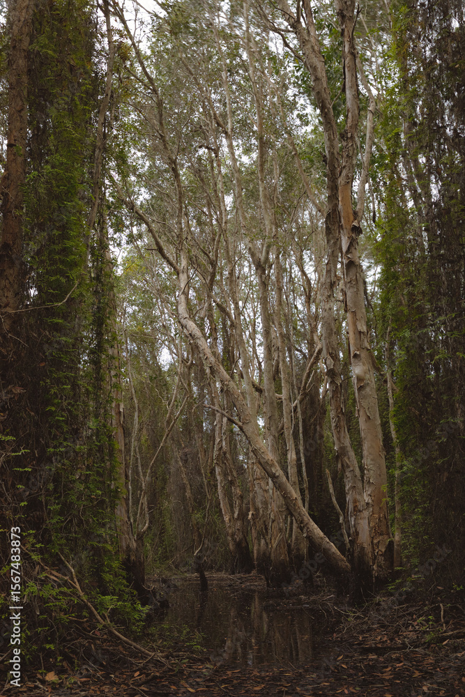 Fototapeta premium A forest with many tall trees and vines in a botanical garden