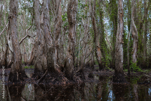 A forest with many trees of various sizes and many vines in a wetland area