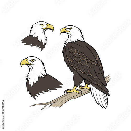 american bald eagle
