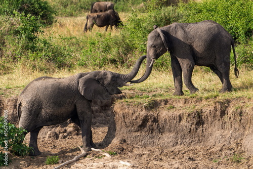 Photography elephants in the wild