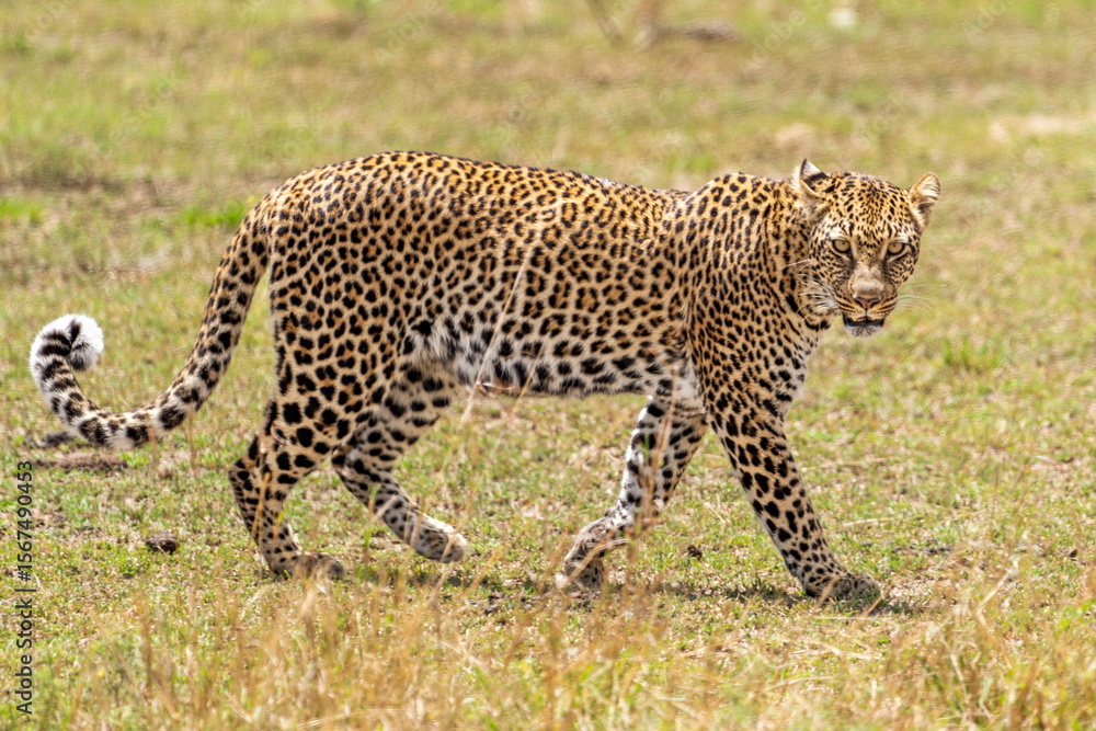 Obraz premium leopard in the grass
