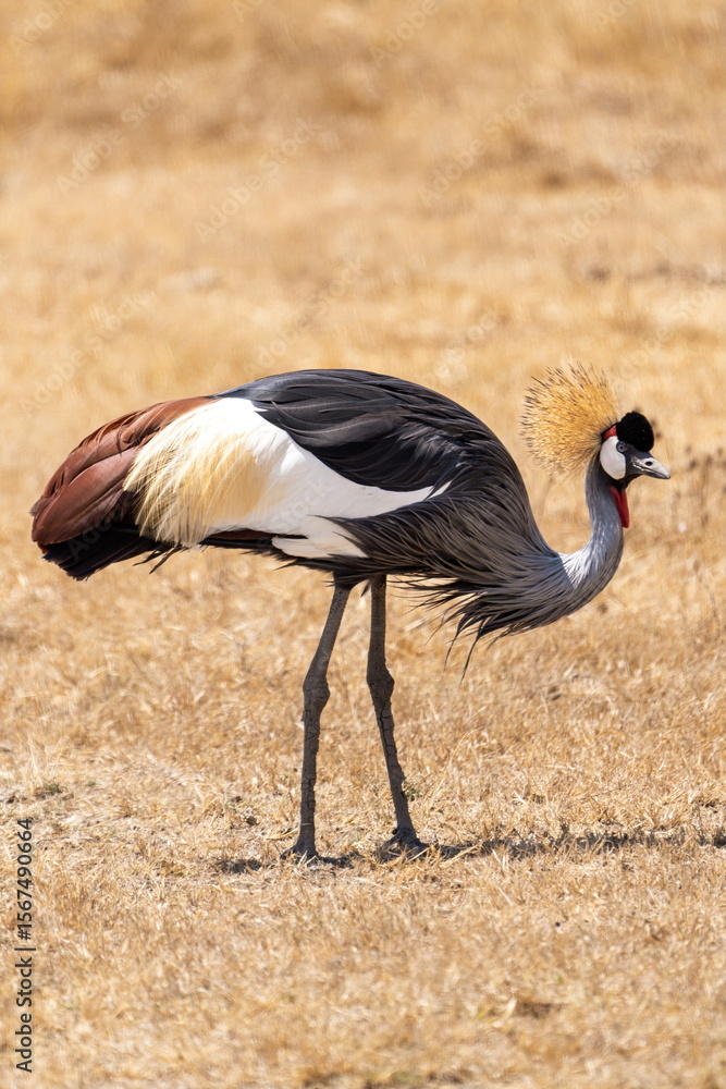 Fototapeta premium grey crowned crane