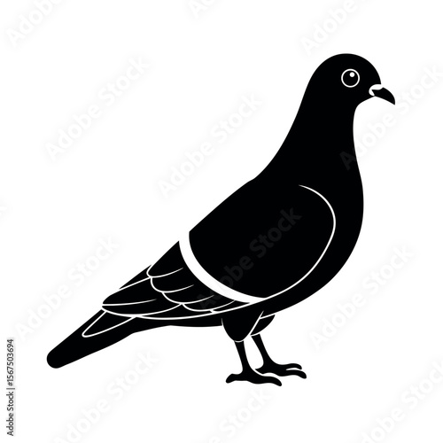 Rock Pigeon Minimalist Bird Graphic