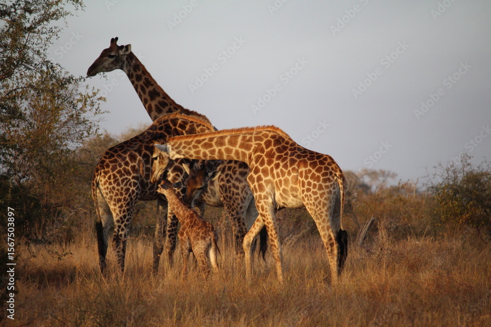 Obraz premium Newborn