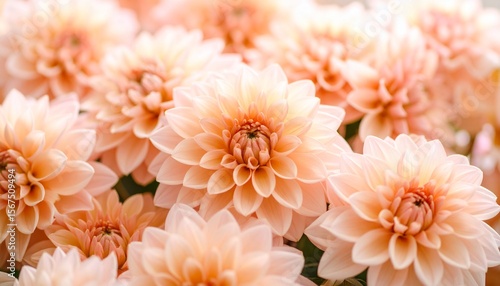 A close-up of soft peach dahlias glowing in morning light, their delicate petals layered in a beautiful natural arrangement—pure floral elegance and serenity.
