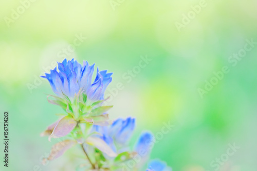 秋を彩る青いリンドウの花