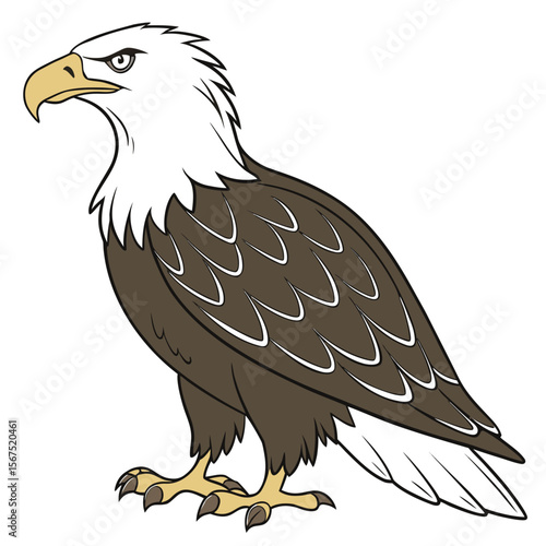 Majestic bald eagle with brown and white plumage bird raptor