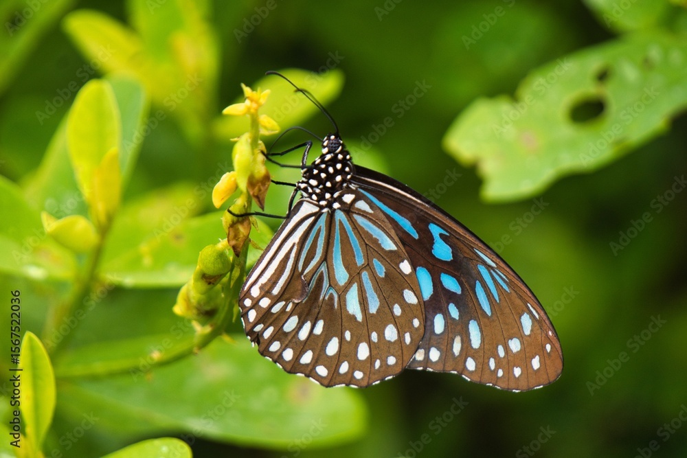 Obraz premium Dark Blue Tiger in Yala National Park, Sri Lanka