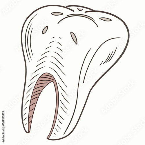 Stylized human molar tooth illustration anatomy dental