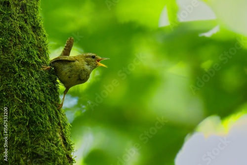 Wallpaper Mural bird on a tree Torontodigital.ca