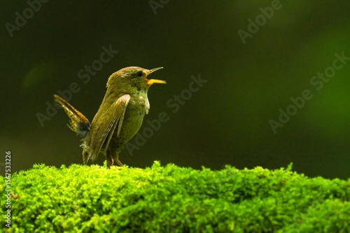 Wallpaper Mural bird on a branch Torontodigital.ca