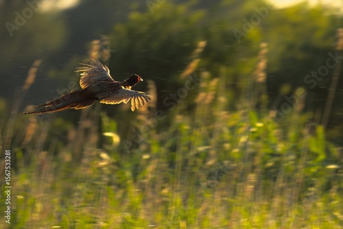 Wallpaper Mural common buzzard in flight Torontodigital.ca