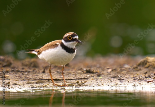 Wallpaper Mural robin on the ground Torontodigital.ca