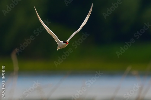 Wallpaper Mural seagull in flight Torontodigital.ca