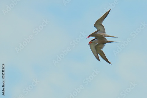 Wallpaper Mural seagull in flight Torontodigital.ca