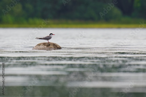 Wallpaper Mural ducks on the lake Torontodigital.ca