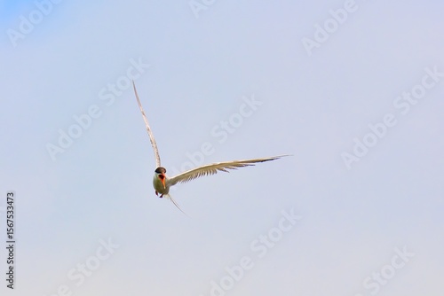 Wallpaper Mural dragonfly in flight Torontodigital.ca