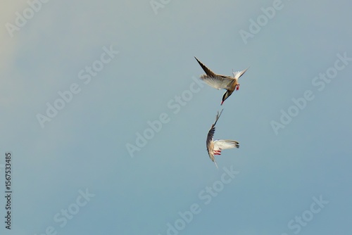 Wallpaper Mural seagull in flight Torontodigital.ca