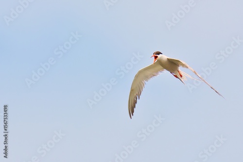 Wallpaper Mural white stork in flight Torontodigital.ca