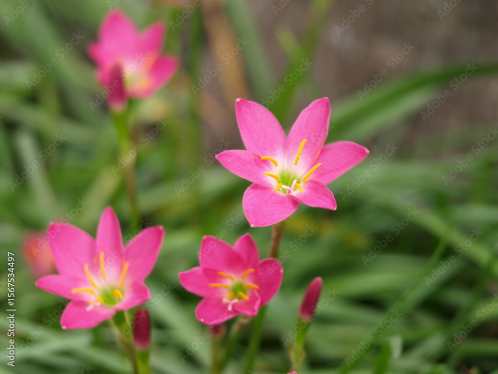 Pink rain lily. Pink rain lily.