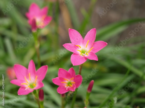 Pink rain lily.