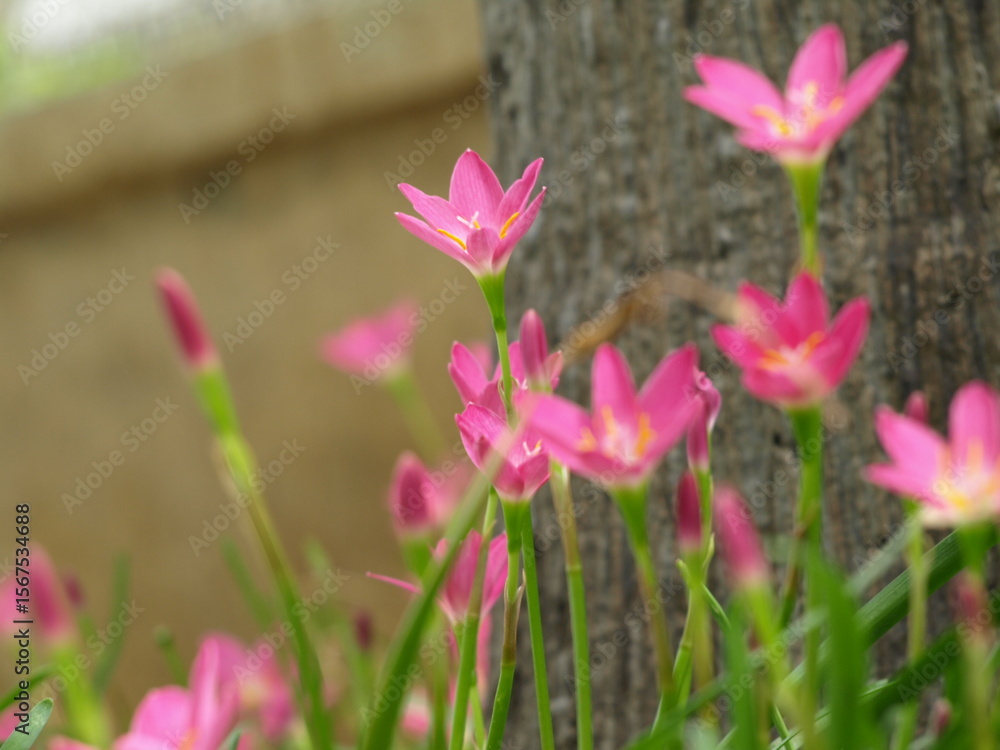 Fototapeta premium Pink rain lily.