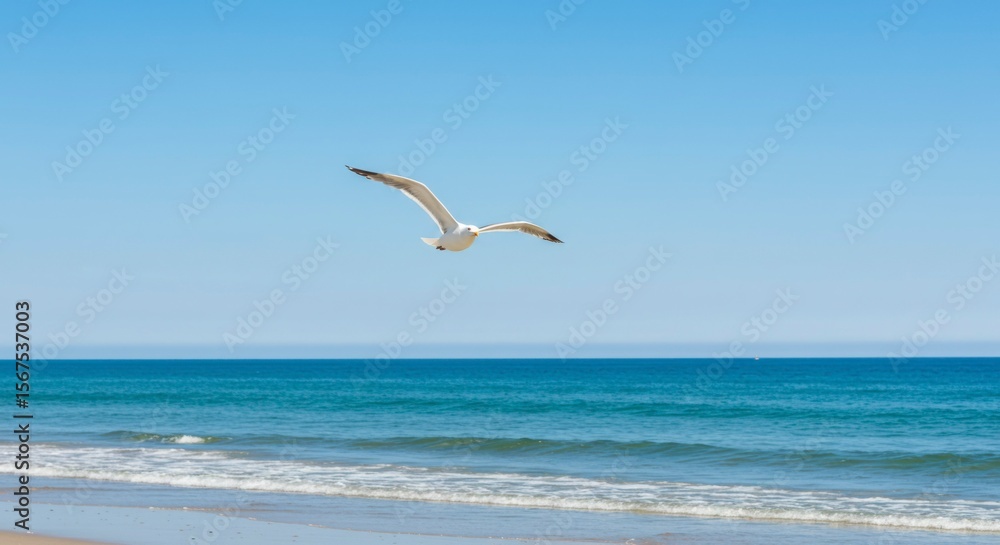 Fototapeta premium Seagull soaring over ocean (1)