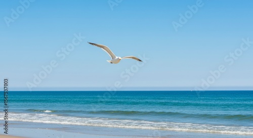 Seagull soaring over ocean (1)