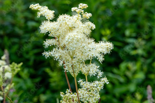 Photos Healing Herb Meadowsweet Blossoming in Nature – Close View of Filipendula ulmari