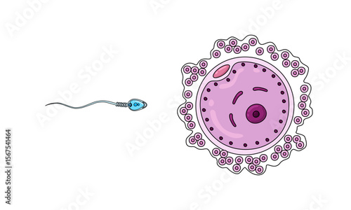 insemination and fertilization illustration. female and male egg cells. Vector illustration of human sexual reproduction, fertilization proces. Design for clinic poster, laboratory, and education