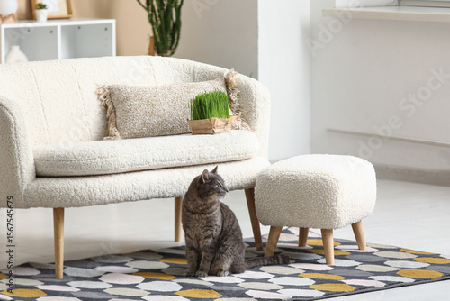 Cute grey cat sitting on fl...